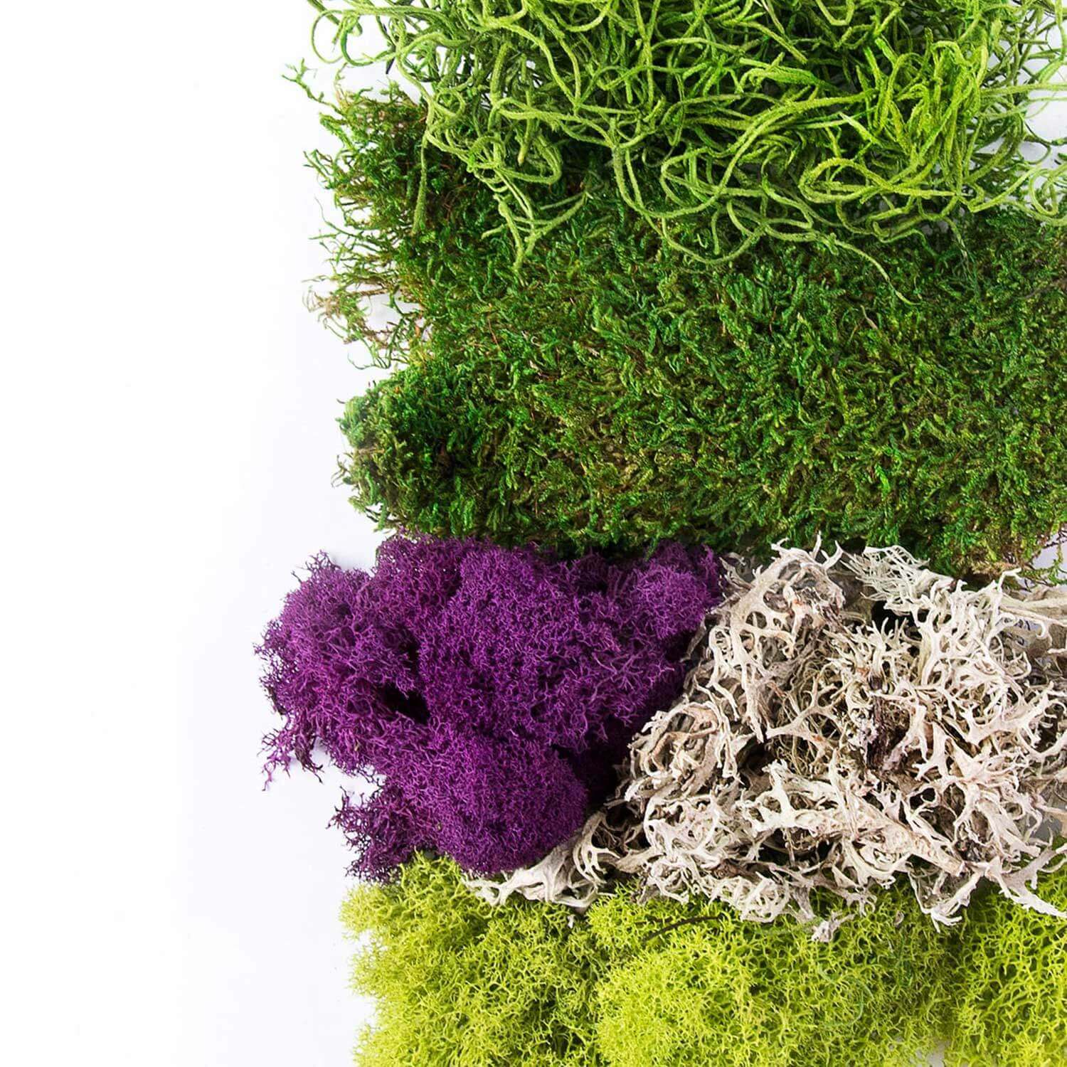 SuperMoss | Best Sellers Moss Mix
