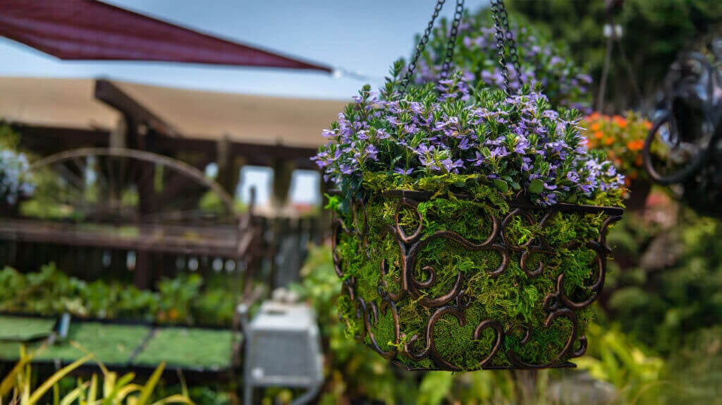 Mountain Moss Preserved #1