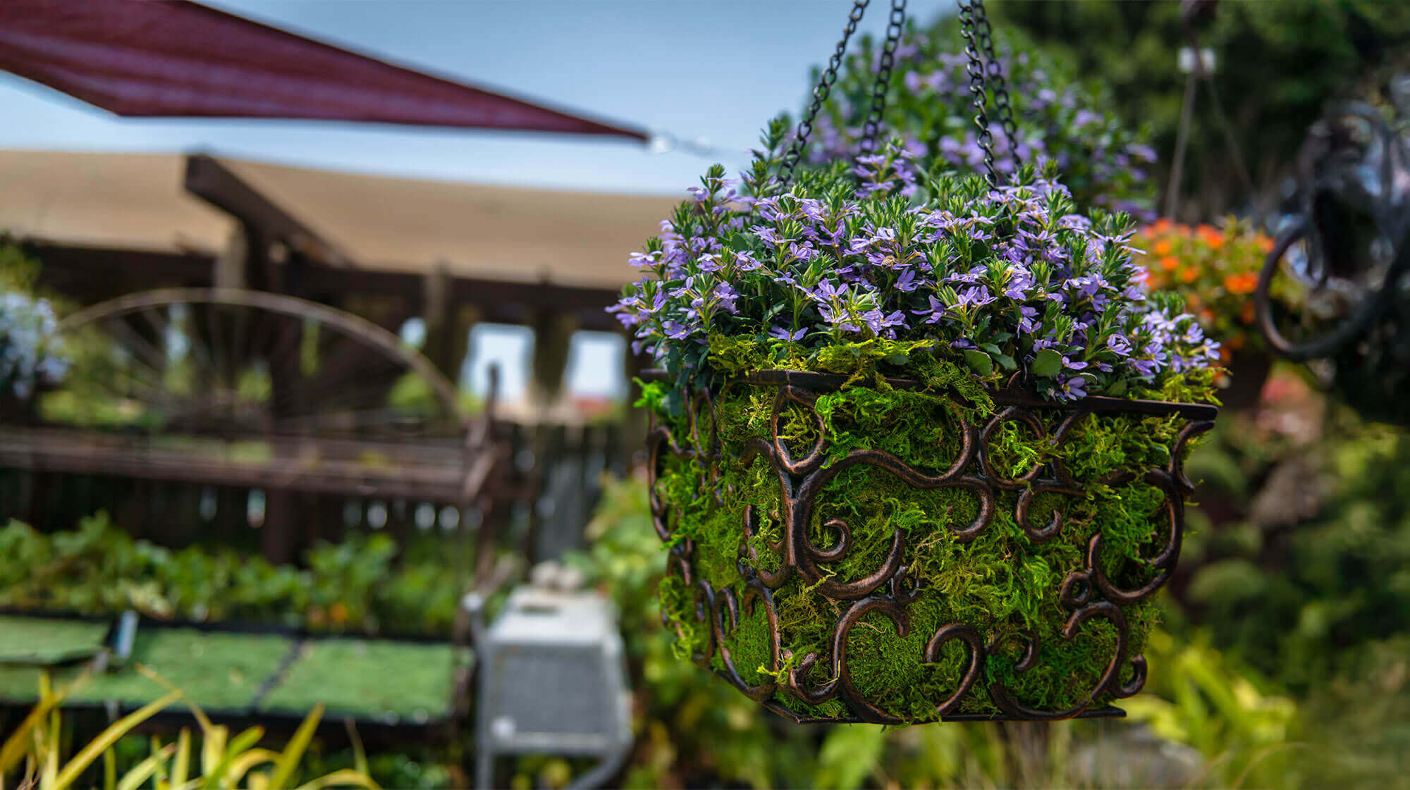 SuperMoss | Preserved Mountain Moss