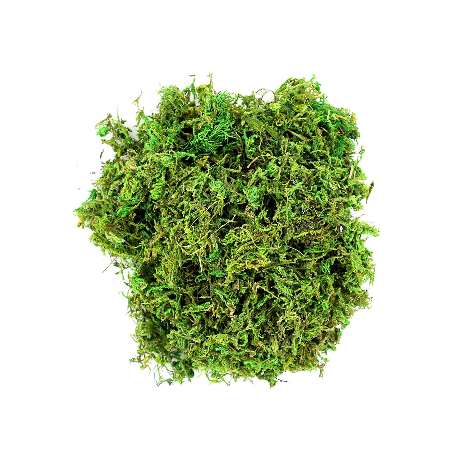 [美品] 22-23 MOSS Q2 156cm 予約商品] 25-26 MOSS スノーボード Q2 156cm Qシリーズ モス