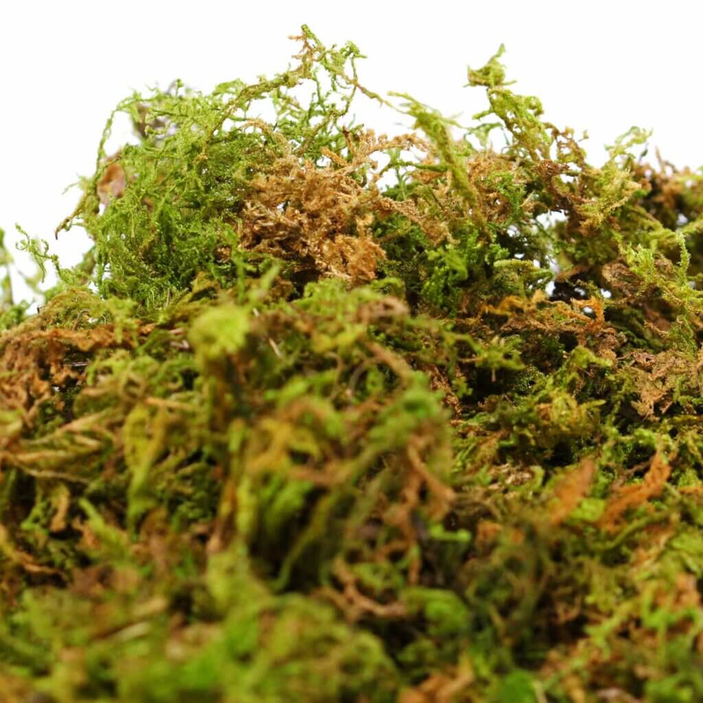 Graveyard Moss #4