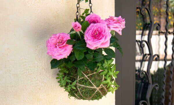 Original 6" Kokedama Kit