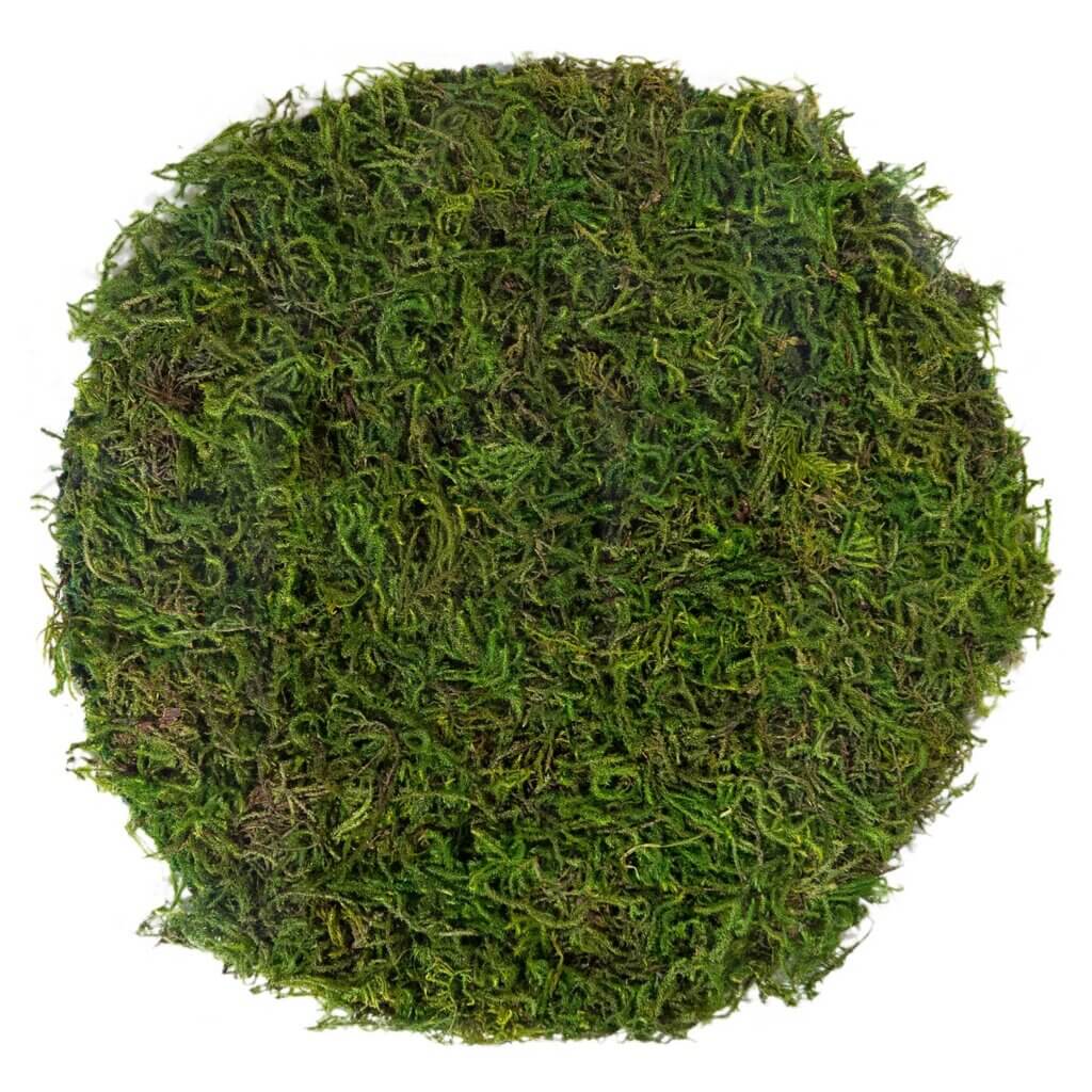 Forest Moss Placemat, 12" #2