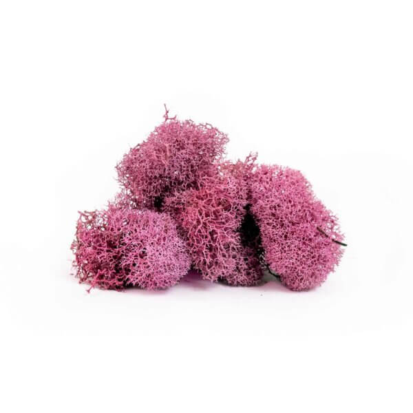 Reindeer Moss Pink