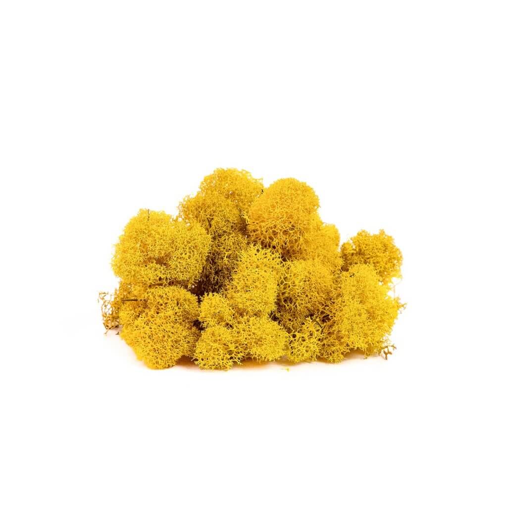 Reindeer Moss Grapevine Wreath, 18”, Sunflower #4