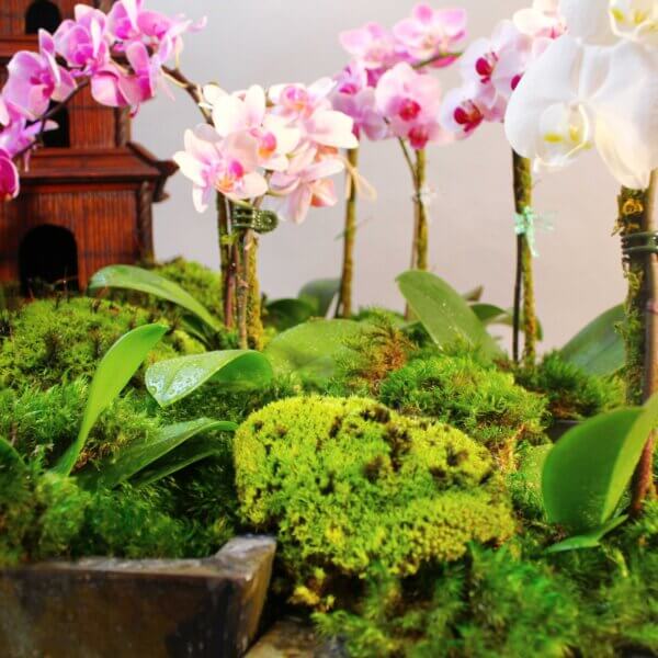 Royal Pool Moss Preserved