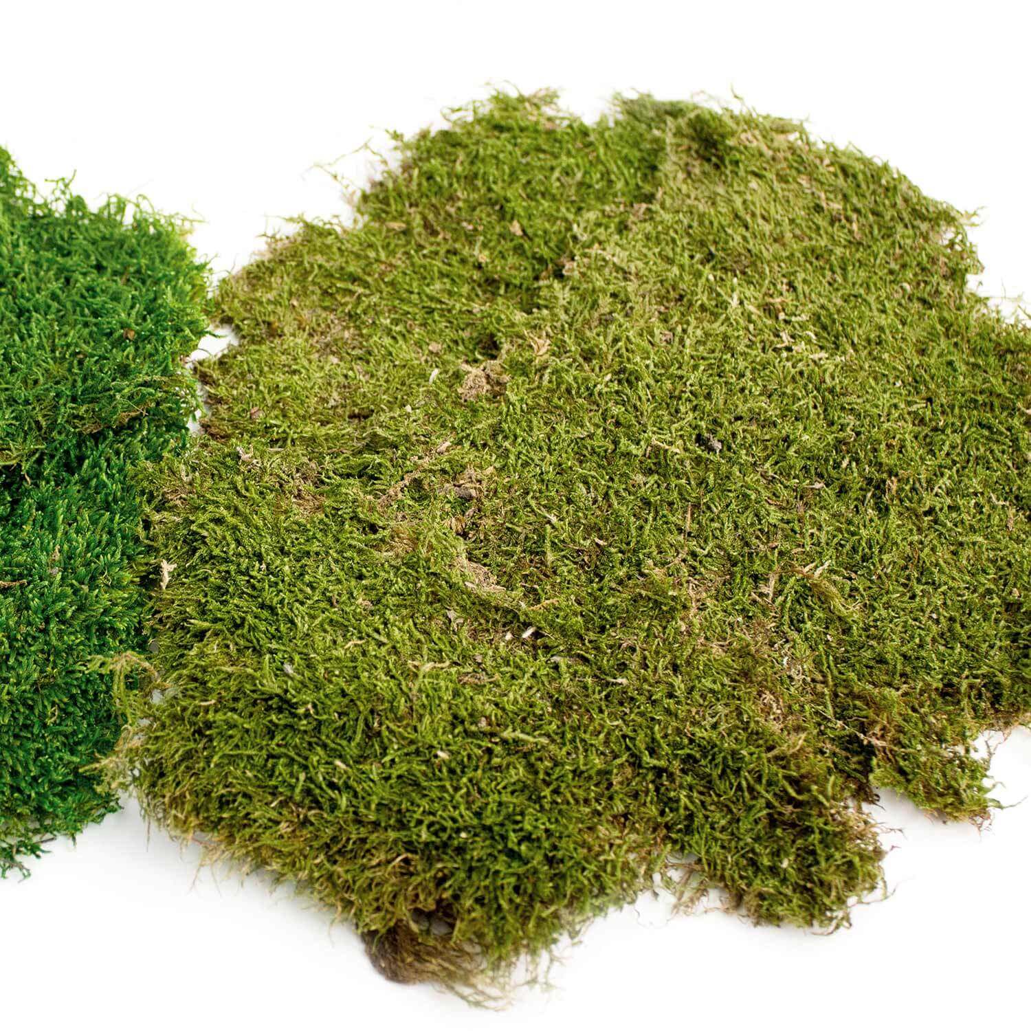 SuperMoss | Dried Sheet Moss