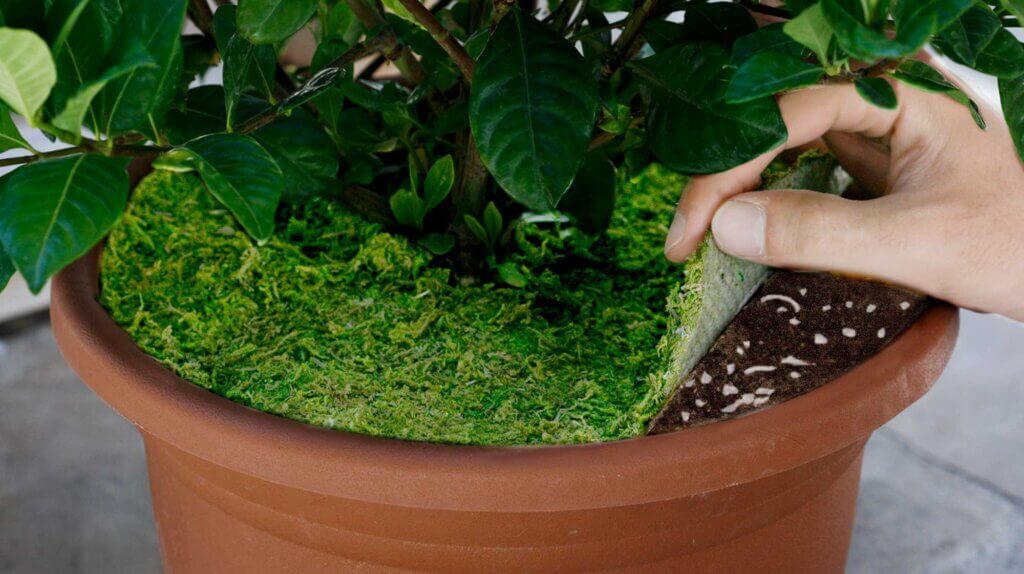 Moss Soil Toppers #1