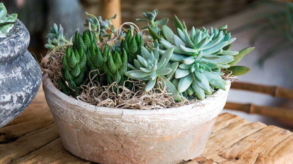 Spanish Moss Dried #1