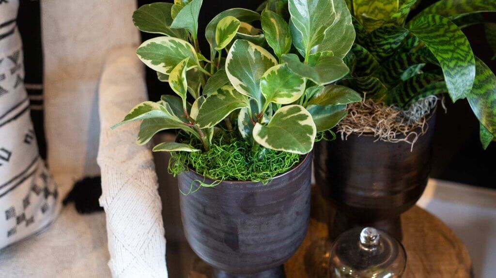 Spanish Moss Preserved #8