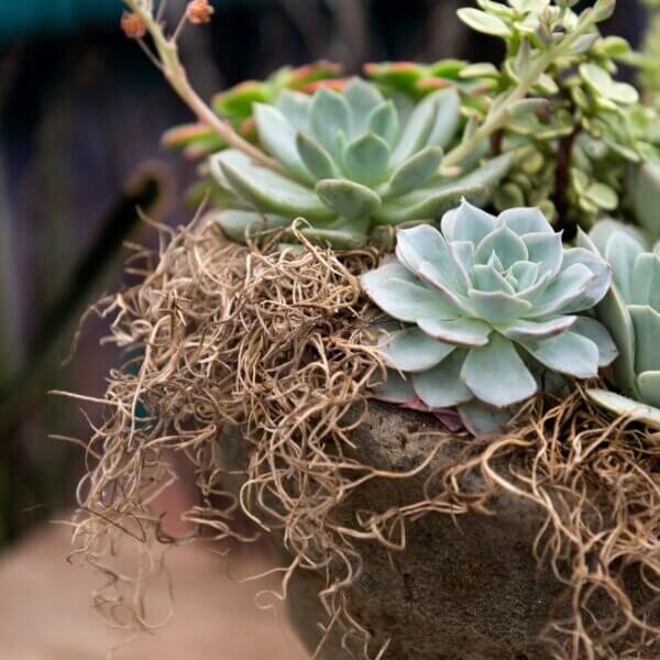 Spanish Moss Preserved