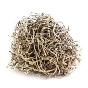 Spanish Moss Preserved