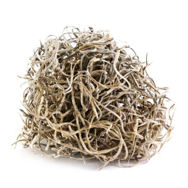 Spanish Moss Preserved