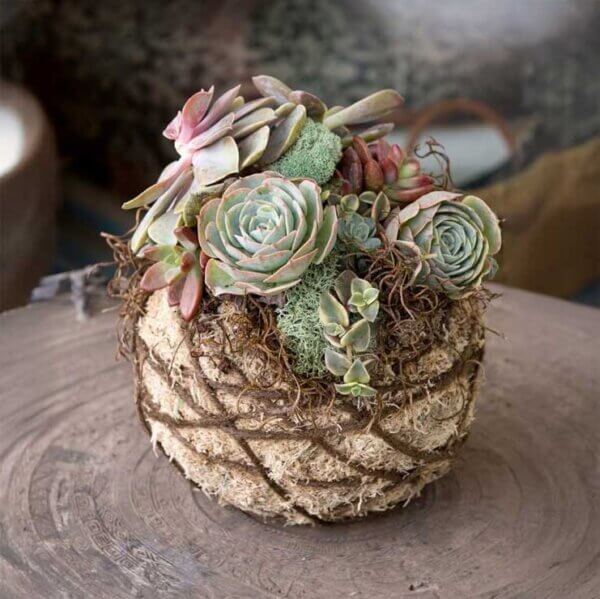 Succulent 6" Kokedama Kit