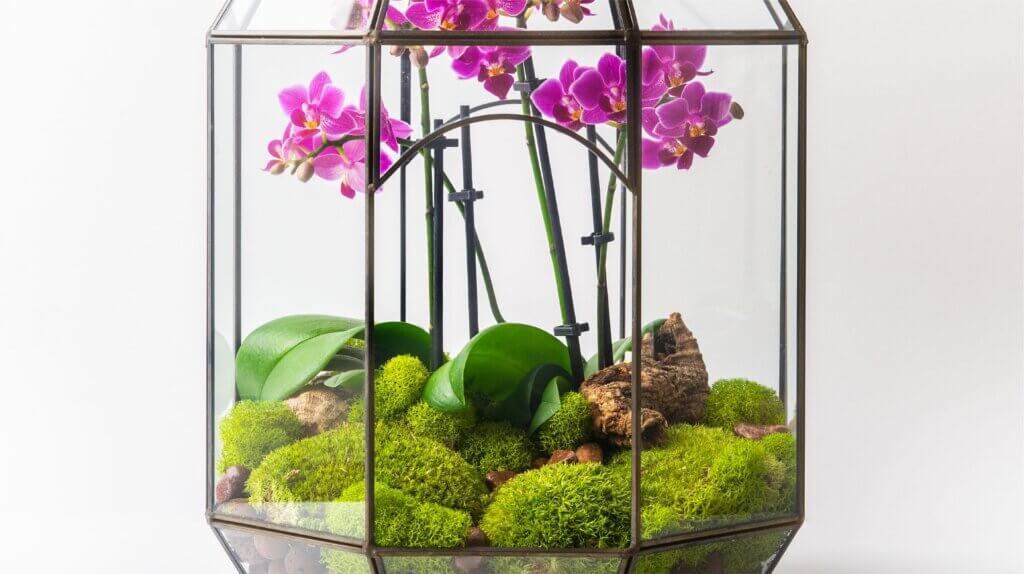 Preserved Topa Moss #5