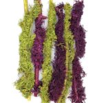 Branched_Lichen_Parmelia_INDEX