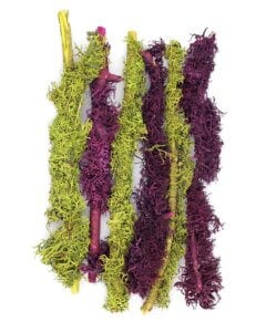 Branched Lichen Parmelia