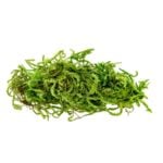 Forest-Moss_Preserved_INDEX