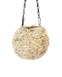Kokedama, Blond Sphagnum