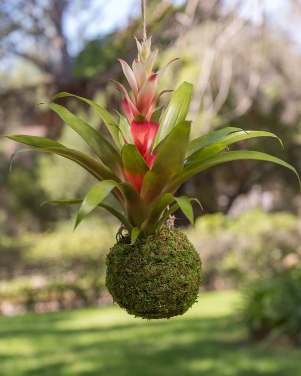 Maui Rainforest Kokedama, Fresh Grown Organic Maui Moss