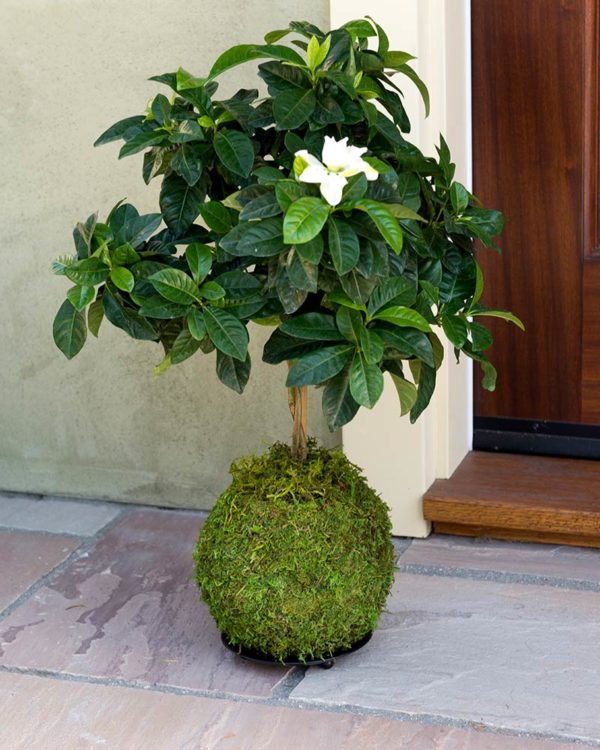 Kokedama, Fresh Green