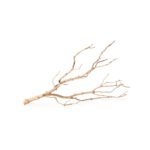Manzanita_Branch_Small_23498