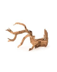 Manzanita Root