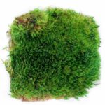 Mood-Moss-Preserved_21542