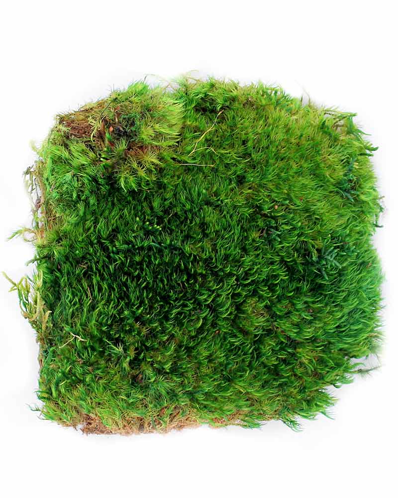 Bulk SizeLive Mood Moss Bulk SizeLive Mood Moss