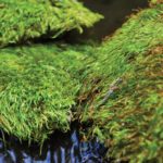 Mood-Moss_Preserved_LIFESTYLE01