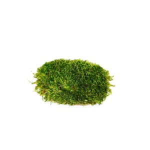 Mood Moss Preserved