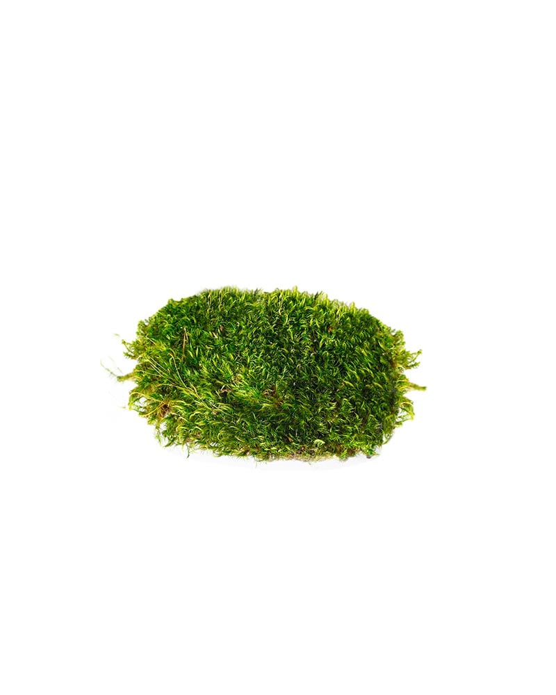 Super Moss Preserved Bright Green Natural Sheet Moss 
