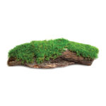 Mossy_Bark_23295