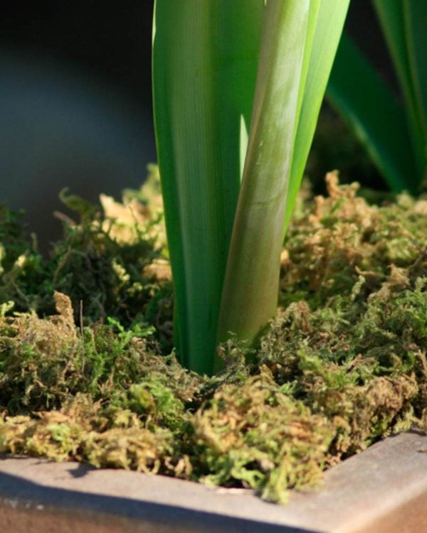 Supermoss Green Moss Pot Toppers