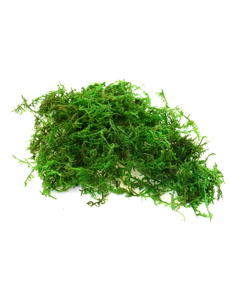 SuperMoss (21539) Mood Moss Preserved, 200 Cubic Inch Bag (Appx. 8oz),  Fresh Green