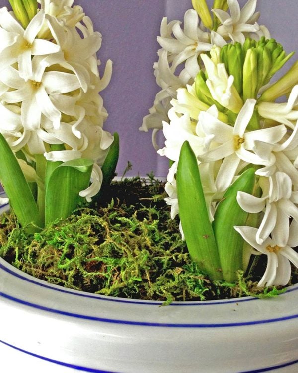 Super Moss Light Green - Wholesale - Blooms By The Box