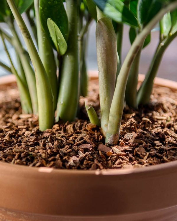 White Orchid with soil moss base – Blanc Box