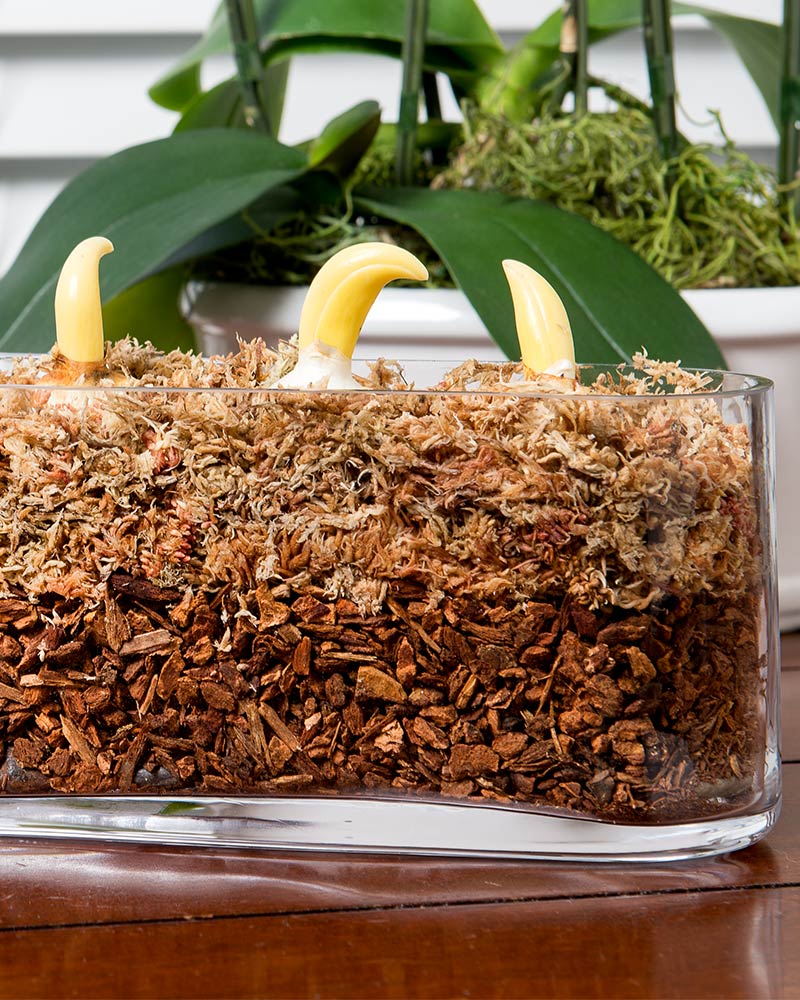 SuperMoss Douglas Fir Orchid Bark