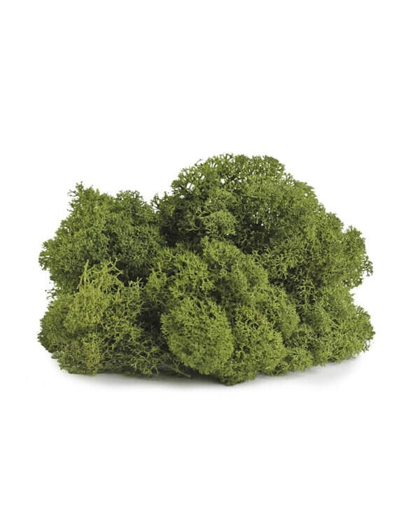 Supermoss Reindeer Moss