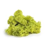 Reindeer-Moss_Preserved_Chartreuse_INDEX