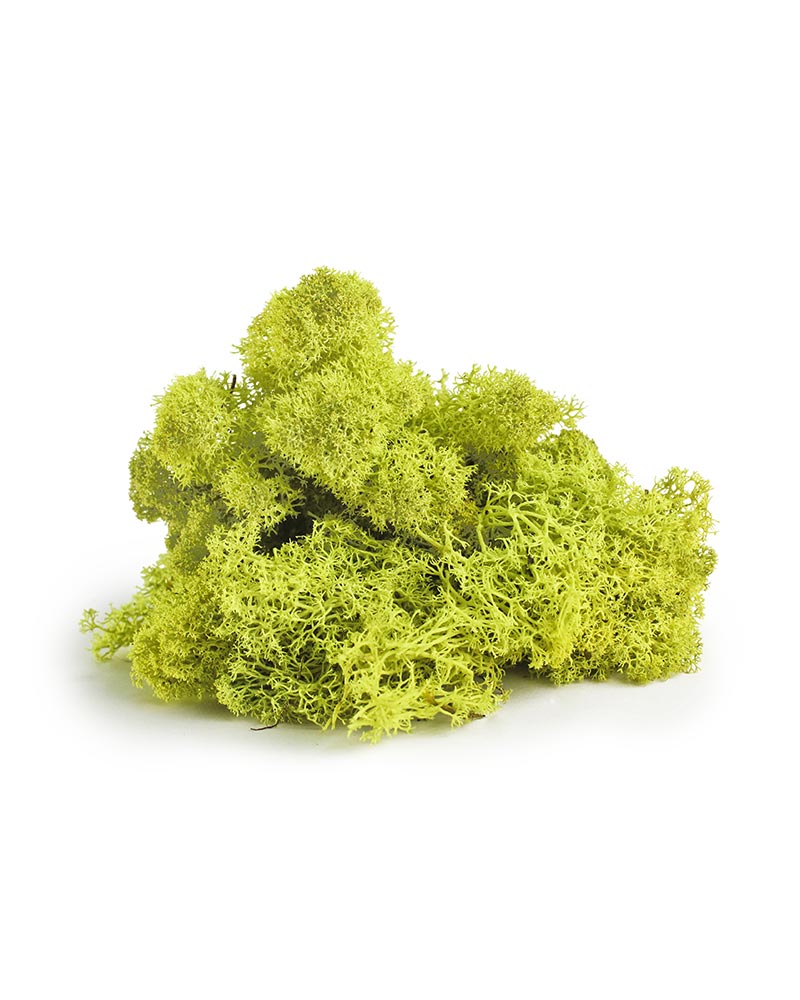 SuperMoss 21708 Preserved Reindeer Moss, Chartreuse, 80-3