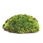 Royal-Pool-Moss_Preserved_INDEX