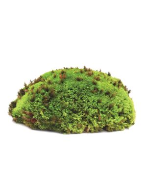 Super Moss Mood Moss Preserved Natural Green 1200cuin, Fresh Green, 200 in3  Bag (Appx. 8oz) (21539) (Pack of 2)