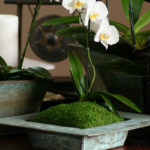 Sheet-Moss_Preserved_LIFESTYLE01