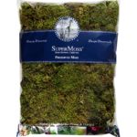 Sheet_Moss_Petite_Preserved_Fresh_Green_16oz_Bag_21746