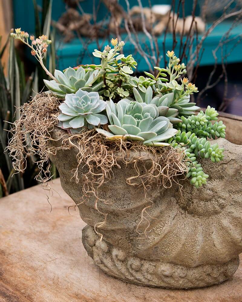 SuperMoss Dried Spanish Moss