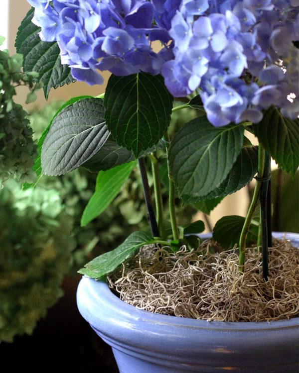 200g/Bag Keep Dry Real Green Moss Decorative Plants Vase