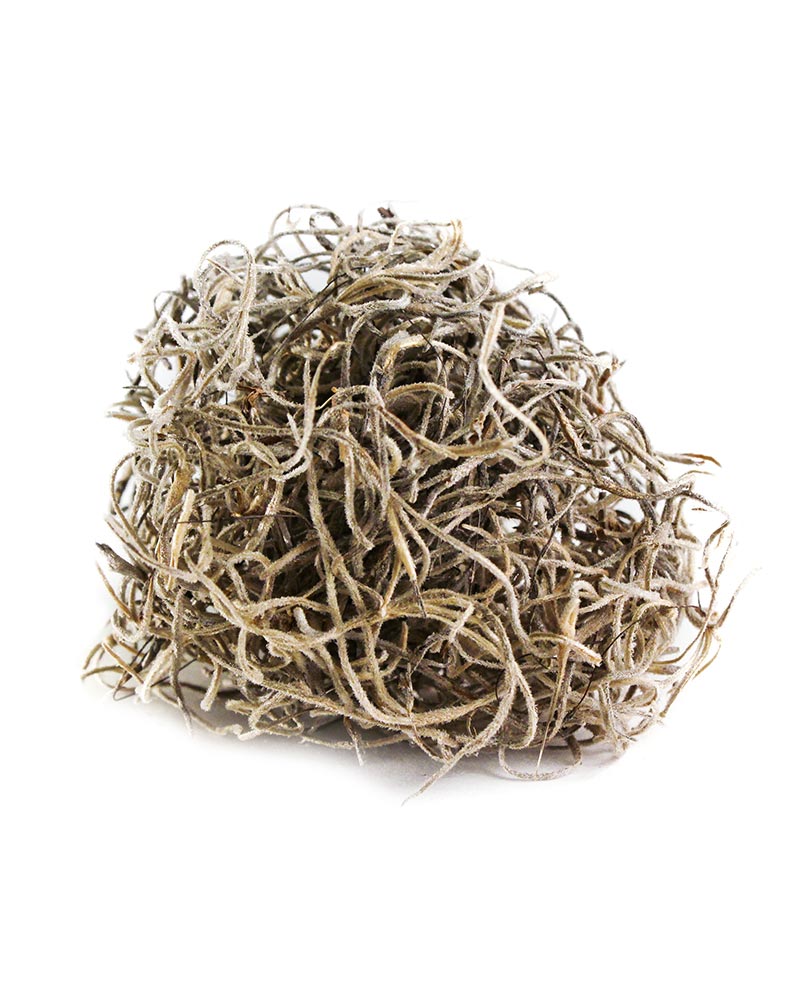 Spanish Moss - 5 lb box - Florist Supplies