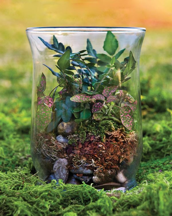 Build Your Own Terrarium Kit – Easy Growing