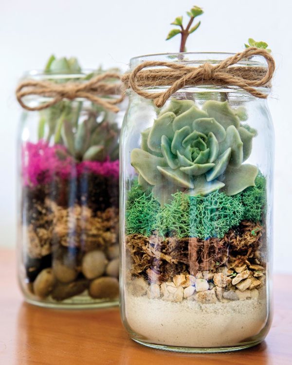 LAB Jar Terrarium Kit